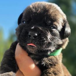 Light Green - Black brindle male Cane Corso puppy in Yale, Michigan from Titan Farms