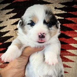 Grumpy - Blue merle and white female American Corgi puppy in Tome, New Mexico from Blue Diamond Welsh corgis