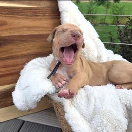 Diamond - Chocolate female Great Dane puppy in Arpin, Wisconsin from Arpin Great Danes
