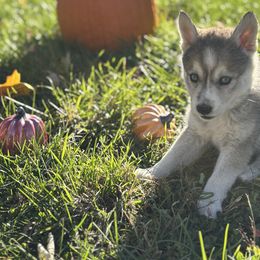 Lotto - Tri-color male Pomsky puppy in Burton, Michigan from Snow Shark Pomskys