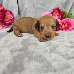 Quinn - Red male Dachshund puppy in Florence, Arizona from Doxie Town Az