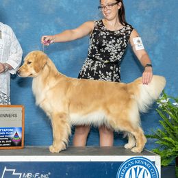 Aberdeen - Golden Retriever
