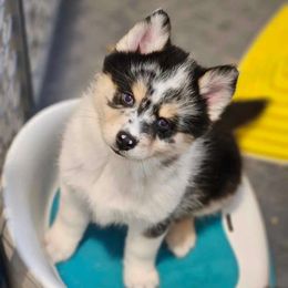 Dasher - Merle Pomsky puppy in Wheeling, Illinois from Bear Cave Pomskies
