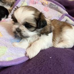 Girl three - Brindle and white female Shih Tzu puppy in Fountain, Florida from Simply Shih Tzu