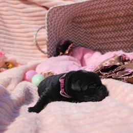Tina - Black female Labrador Retriever puppy in Petersburg, Kentucky from Mahan Labs