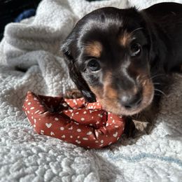Black and tan with brindle points - Black and tan Dachshund puppy in Vestaburg, Pennsylvania from Doxie Acres PA