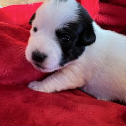 Girl 6 Penelope - White and black female Russell Terrier puppy in London, Kentucky from Norvell Kennels