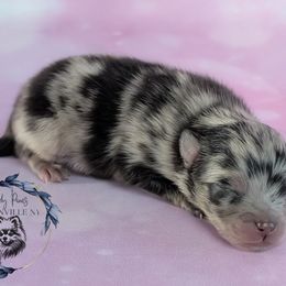 Boy 2 - Blue merle male Pomeranian puppy in Fultonville, New York from Sandy Aussies & Pomeranians