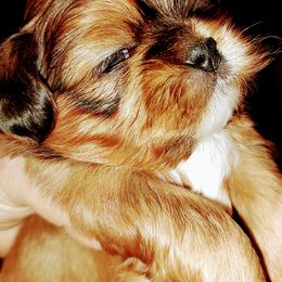 Shih Tzu Puppies from Ashkay Shiht-zus