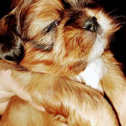 Shih Tzu Puppies from Ashkay Shiht-zus