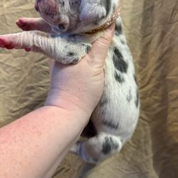 Light pink collar - Harlequin female Great Dane puppy in Tyler, Texas from Blessed By Danes