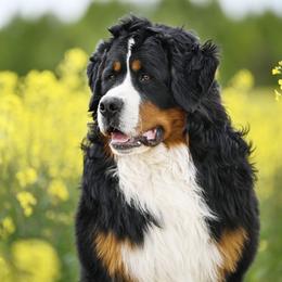 Tobias - Bernese Mountain Dog