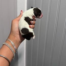Girl 2 - Parti female Miniature Schnauzer puppy in Santa Ana, California from The_K_Schnauzers