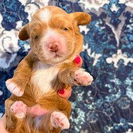 Cooper - Red and white male Cockapoo puppy in Denver, Pennsylvania from Greenview Puppies