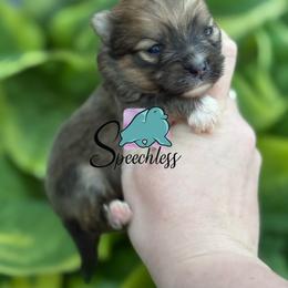 Tito - Orange sable male Pomeranian puppy in Perry County, Ohio from Speechless Pom’s