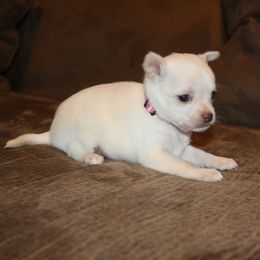 Princess - Cream female Chihuahua puppy in Willamina, Oregon from Cherished Chihuahuas