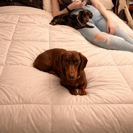 Dachshund All Grown Up from Dingle’s Dog House