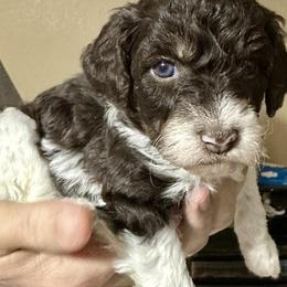 Tater - Parti female Poodle puppy in Stanley, Wisconsin from McJare's Puppy Palace