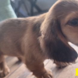 Dachshunds from Green Acres Dachshunds