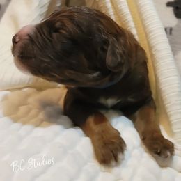 Aussiedoodle, Poodle, and Sheepadoodle Puppies from BellCoop Ranch