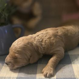 Dawn - Red  female Goldendoodle puppy in Freedom, New York from Samantha's Goldendoodles