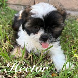 Hector - Black and white male Shih Tzu puppy in Hemet, California from Aloha Shih Tzu