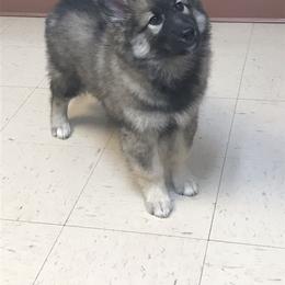Native American Indian Dog Puppies from Corn Moon Kennels: a member of the Native American Indian Dog Preservation Project