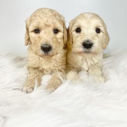 Aussiedoodle and Goldendoodle Puppies from Dandy Doodle Ranch