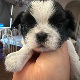 Simon - Black gold and white male Shih Tzu puppy in Oak Hills, California from High Desert  Shih Tzu