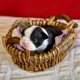 Boston Terrier Puppies from Dreamweaver Bostons
