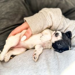 Goldendoodle Puppies from Summer Sun Doodles