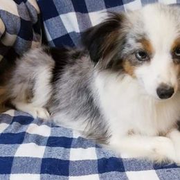 Miniature Australian Shepherds, Siberian Huskies, and Toy Australian Shepherds from Tails & Belles Dog Breeding
