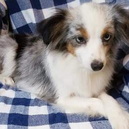 Miniature Australian Shepherds, Siberian Huskies, and Toy Australian Shepherds from Tails & Belles Dog Breeding