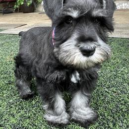 David - Black and silver male Miniature Schnauzer puppy in San Bernardino, California from Rose Lane Schnauzers