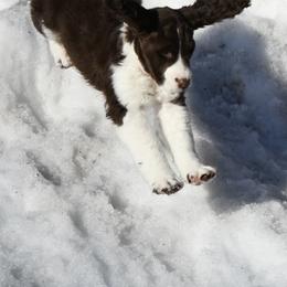English Springer Spaniel Puppies from Timberwood English Springer Spaniels