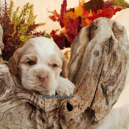 Yellow Collar - Red roan female Cocker Spaniel puppy in Stanford, Kentucky from Eagle Cliff Kennel