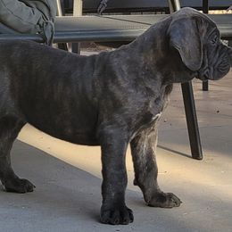 Elle - Gray female Cane Corso puppy in Scottsdale, Arizona from Marcus Attilius Cane Corso