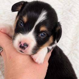 Boy 1 - Black and tan male Pembroke Welsh Corgi puppy in Beggs, Oklahoma from Blue Diamond Corgi’s