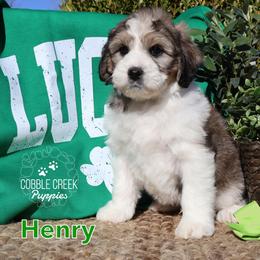Henry - Sable male Bernedoodle puppy in Heyworth, Illinois from Cobble Creek Puppies