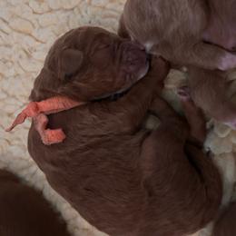 Orange - Red  female Goldendoodle puppy in Guntersville, Alabama from Carefree Goldendoodles