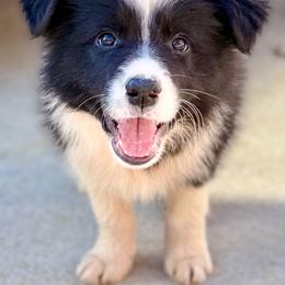 Maverick - Border Collie