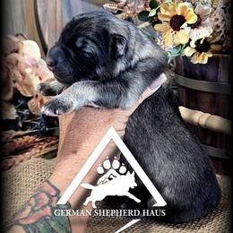 Beacon - Black and silver male German Shepherd puppy in Sequim, Washington from German Shepherd Haus