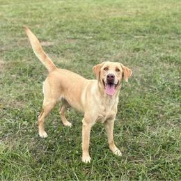 Winnie - Labrador Retriever