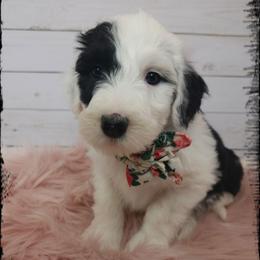 Violet - Black and white female Sheepadoodle puppy in Farley, Iowa from Iowa's Doodle Co.