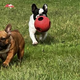 French Bulldog All Grown Up from Phoenix Rising