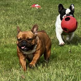 French Bulldog All Grown Up from Phoenix Rising