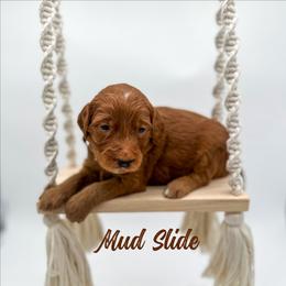 Mud Slide - Red  male Goldendoodle puppy in Wooster, Ohio from Cynology Doodles