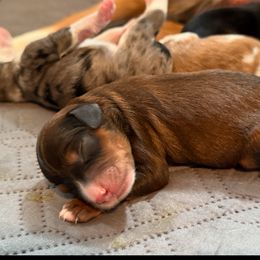 Tater - Red phantom male Aussiedoodle puppy in Fredonia, Pennsylvania from Drew’s Aussies & Doodles