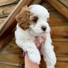 Thunder Lightning Boy - Blenheim male Cavapoo puppy in Lehi, Utah from Ellas.Pups (Cavapoo)