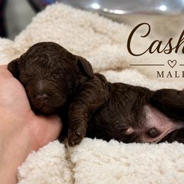 Cashew - Chocolate male Goldendoodle puppy in Miami, Florida from Jade’s Paws & Co. Of Miami LLC